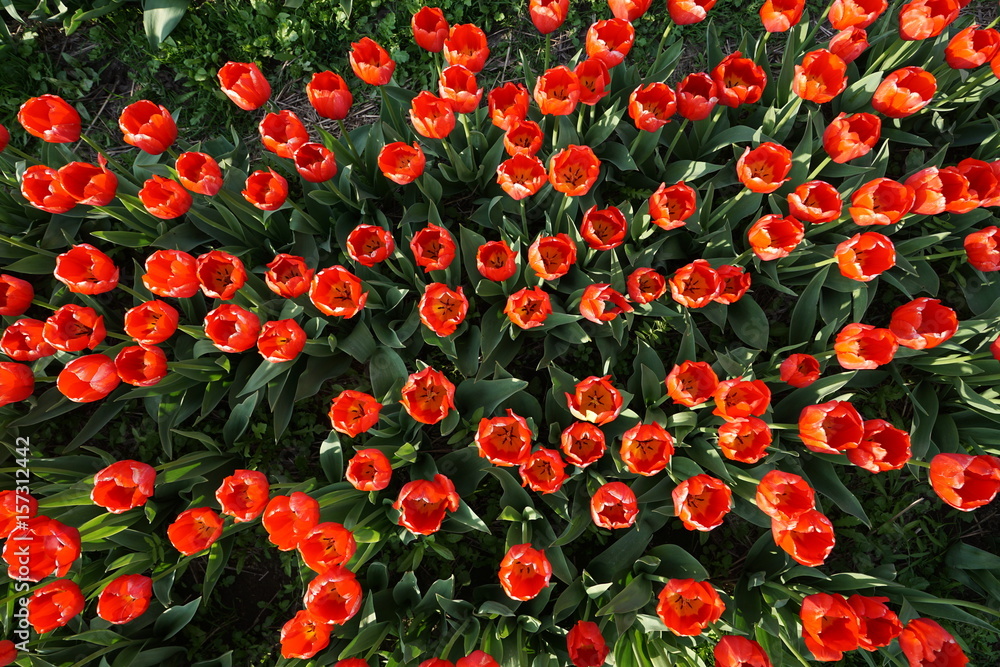 Field of red tulips Field of red tulips