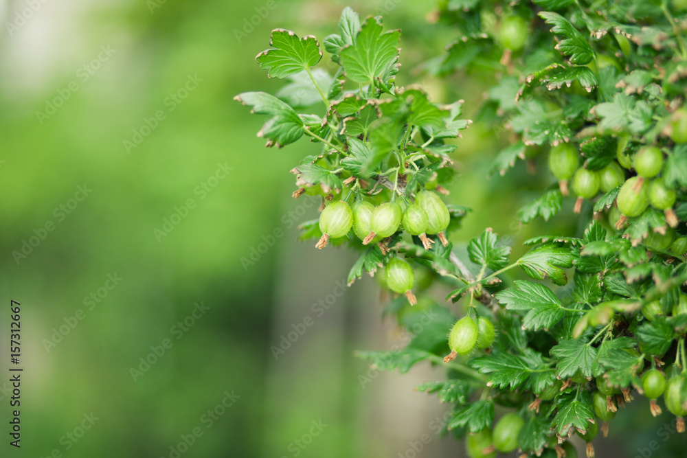 Obraz premium The shrub with many fruits of fresh and young gooseberry (color toned image)