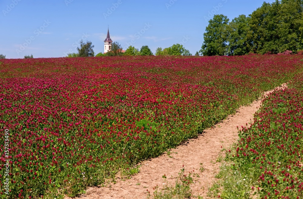 Rural landscape with red clover field, and church.