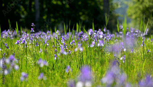 Fototapeta Naklejka Na Ścianę i Meble -  Iris 