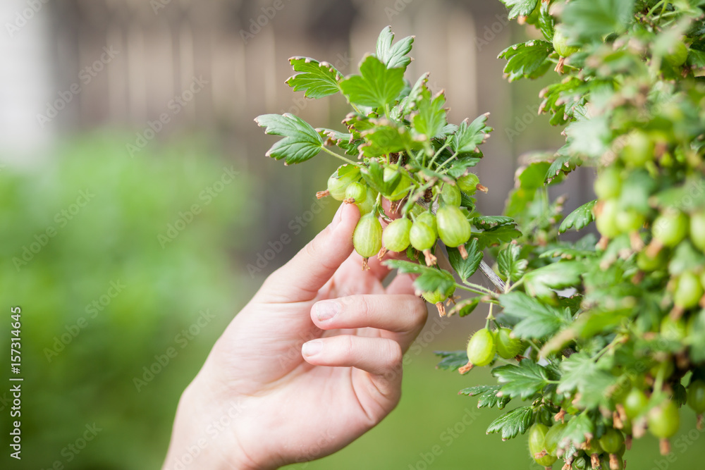 Young man hand tears fresh gooseberry bush