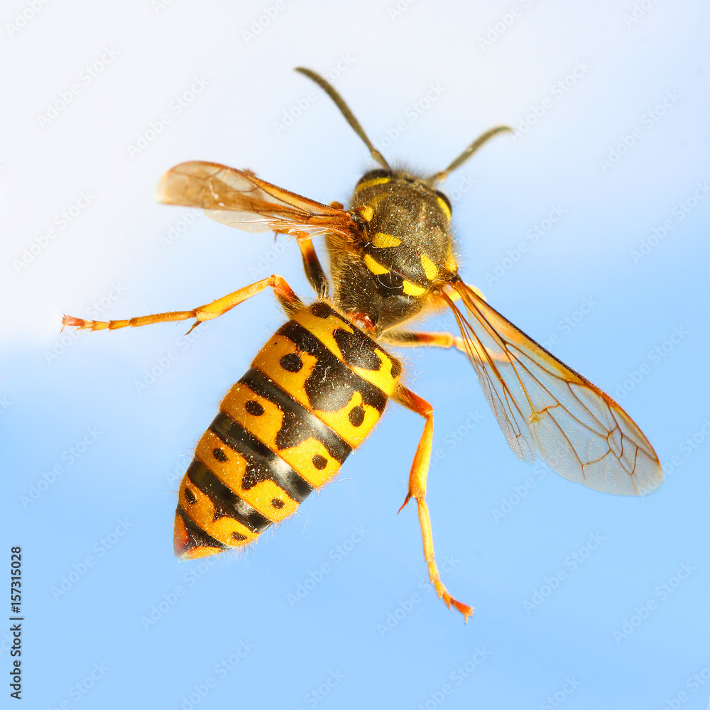The Wasp - Vespula Germanica flying on blue sky. A wasp’s stinger contains venom that’s transmitted to humans during a sting. Can cause significant pain, irritation and dangerous allergic reaction. The Wasp - Vespula Germanica flying on blue sky. A wasp’s stinger contains venom that’s transmitted to humans during a sting. Can cause significant pain, irritation and dangerous allergic reaction.