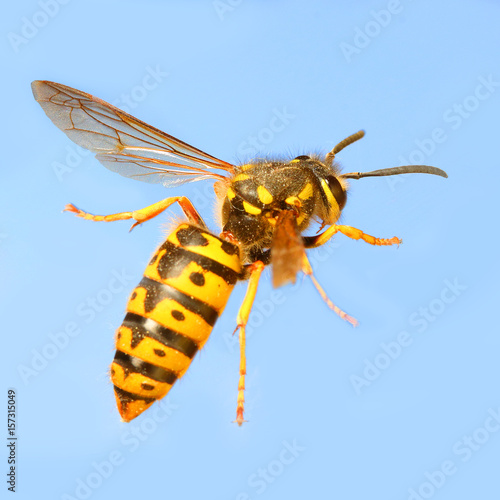 The Wasp - Vespula Germanica flying on blue sky. A wasp’s stinger contains venom that’s transmitted to humans during a sting. Can cause significant pain, irritation and dangerous allergic reaction. © Kletr