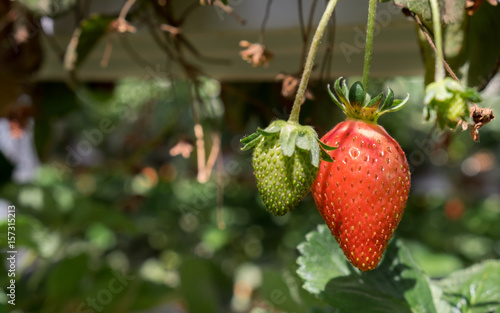 Growing organic sweet hydroponic Strawberries in greenhouse. Israel