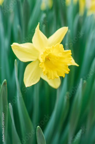Fototapeta Naklejka Na Ścianę i Meble -  Narcissus is yellow. Wild flower of a daffodil.
