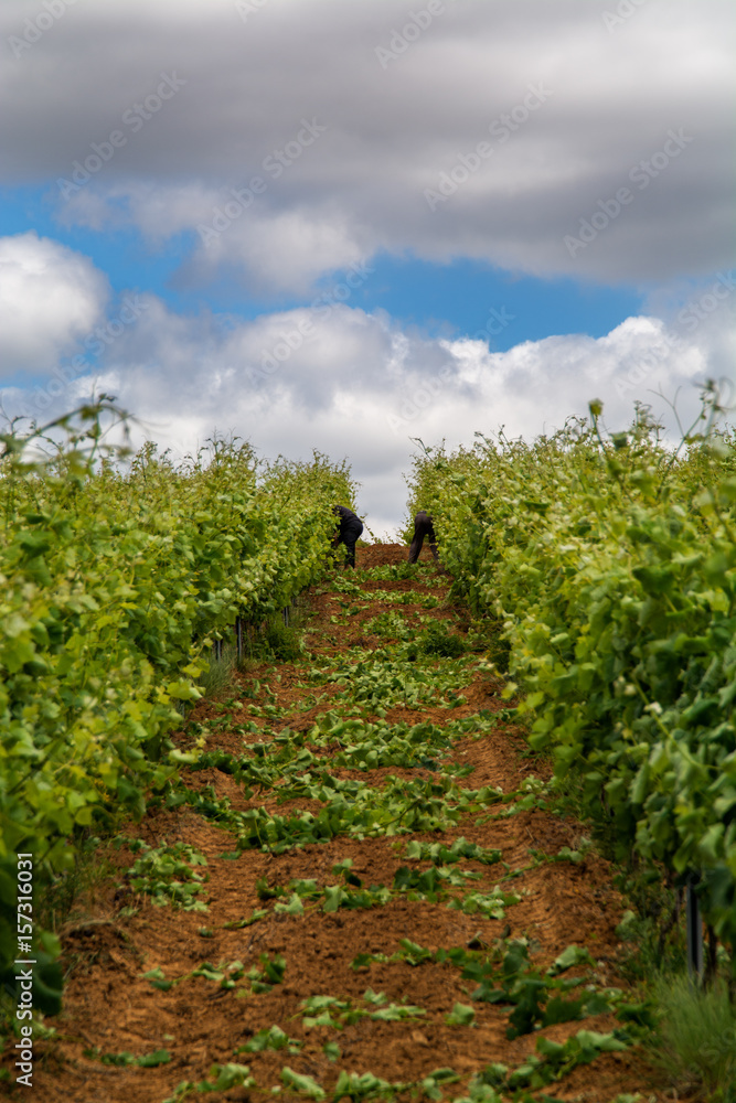 vine field in Torres Vedras Portugal. vine field in Torres Vedras Portugal.