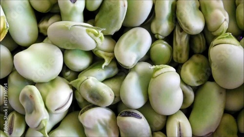 fava bean texture photo