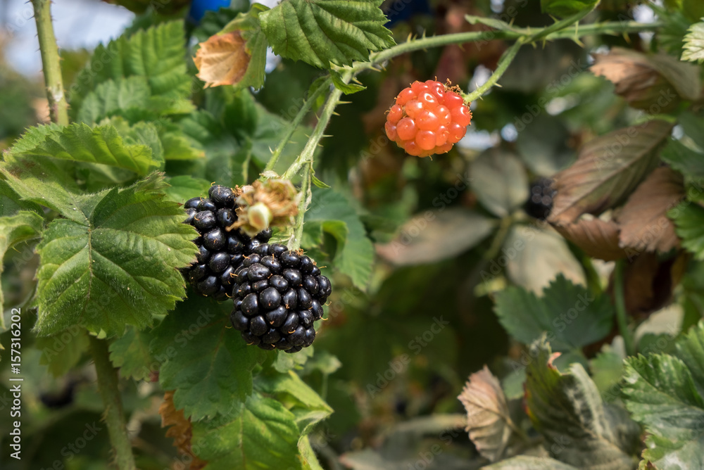 New blackberry, black and red blackberries on a branch New blackberry, black and red blackberries on a branch