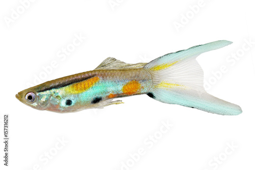 Swarm of Neon Endler Guppy Double Swordtail Male Guppies Poecilia wingei colorful tropical aquarium fish