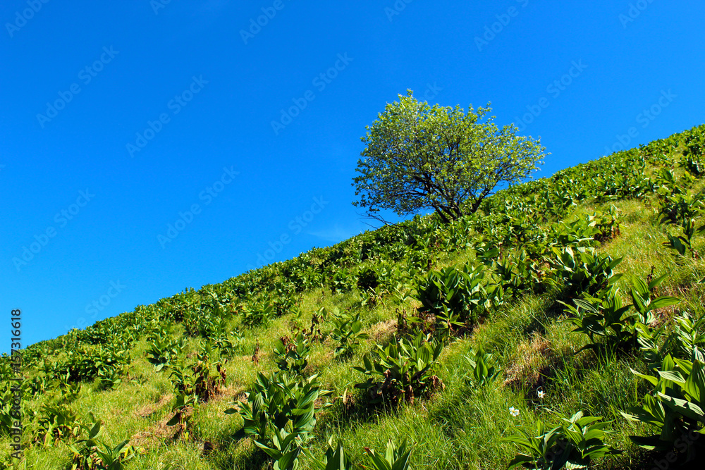 Fototapeta premium Tree against blue sky on a mountain