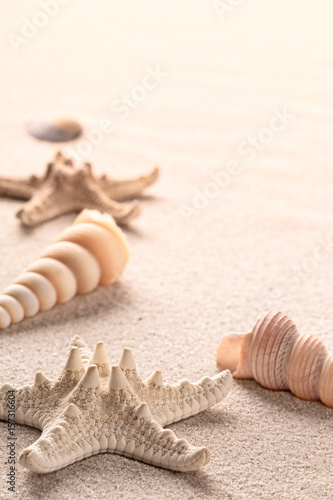 seastars or starfish and sea shells on beach sand, a background with copy space.