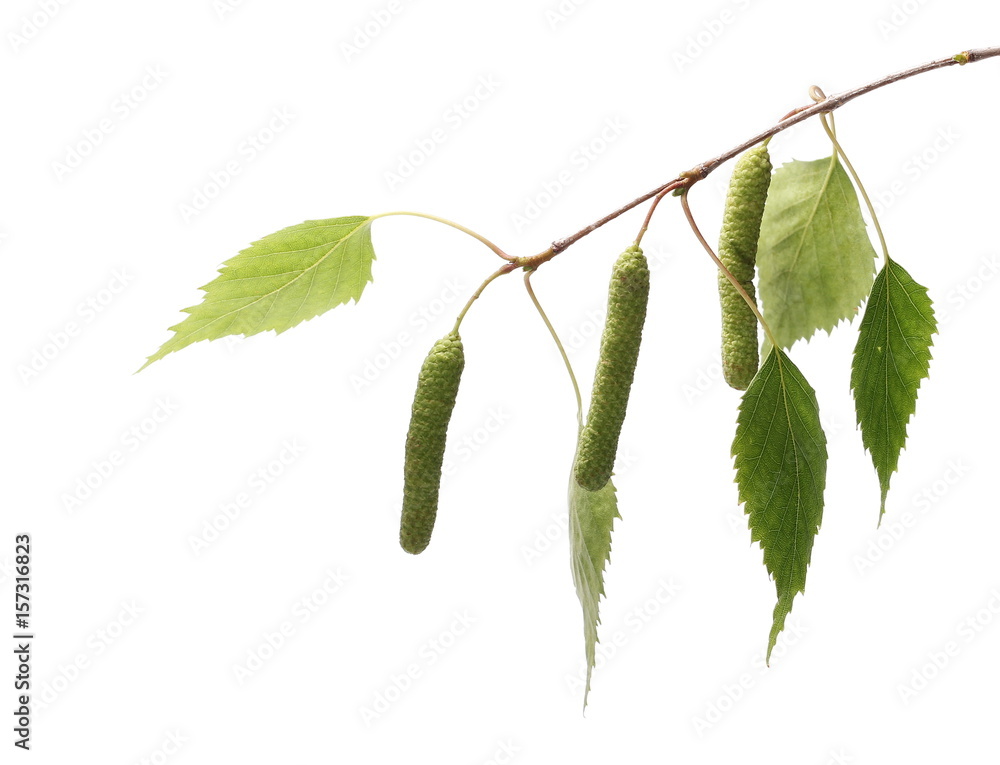 Obraz premium Birch tree catkin twig, betula pendula ament stem , young spring leaves, isolated on white