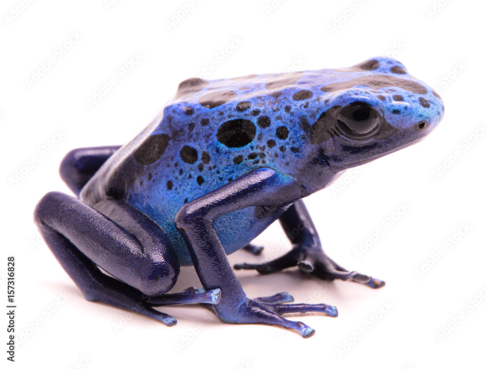 blue poison dart frog, Dendrobates azureus. A small poiosnous animal  endangered by extinction and in need fro nature conservation. Isolated on  white. Stock Illustration | Adobe Stock