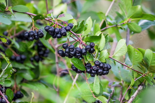 Clusters of chokeberry on branches