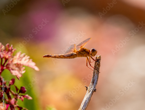 Dragon fly gymnastics © Mike