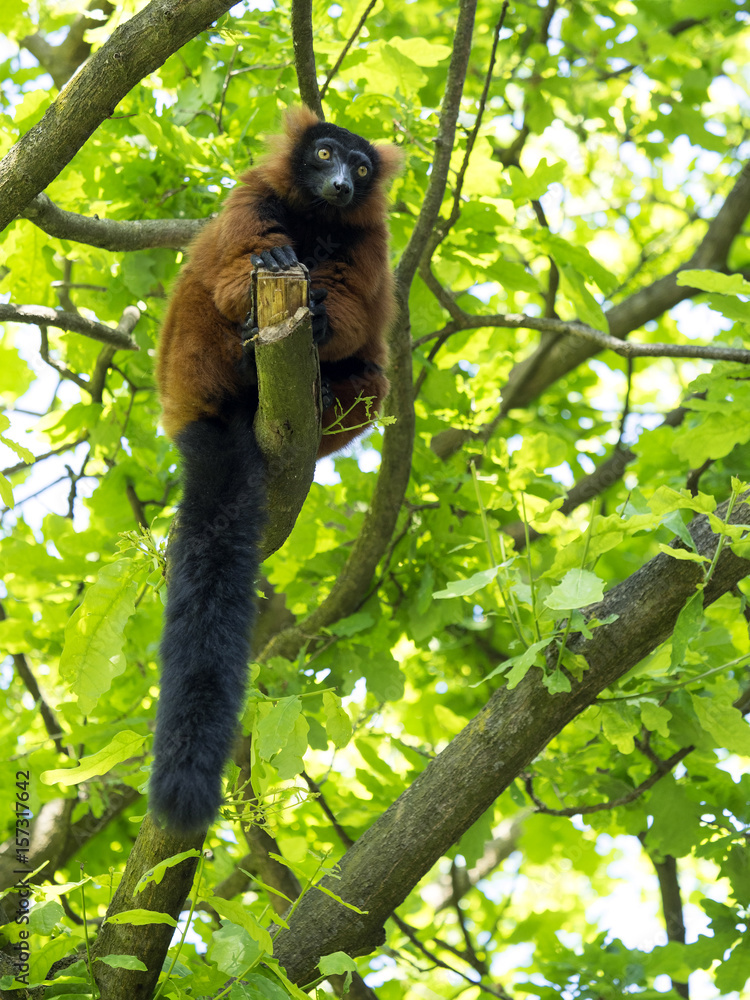 Red ruffed lemur, Varecia rubra, feed the buds of a tree