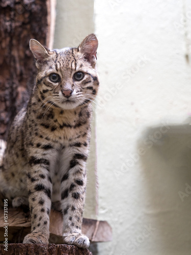 Canvas Print Geoffroy's cat, Oncifelis geoffroyi, is a small South American cat