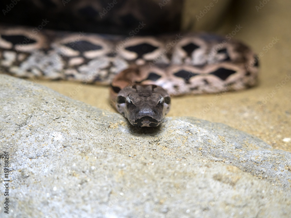 Fototapeta premium Dumeril's Ground Boa, Acrantophis dumerili, is one of Madagascar's greatest snakes