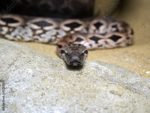 Dumeril's Ground Boa, Acrantophis dumerili, is one of Madagascar's greatest snakes