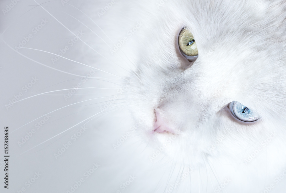 Fototapeta Biały kot o ślicznych oczach patrzący w górę
