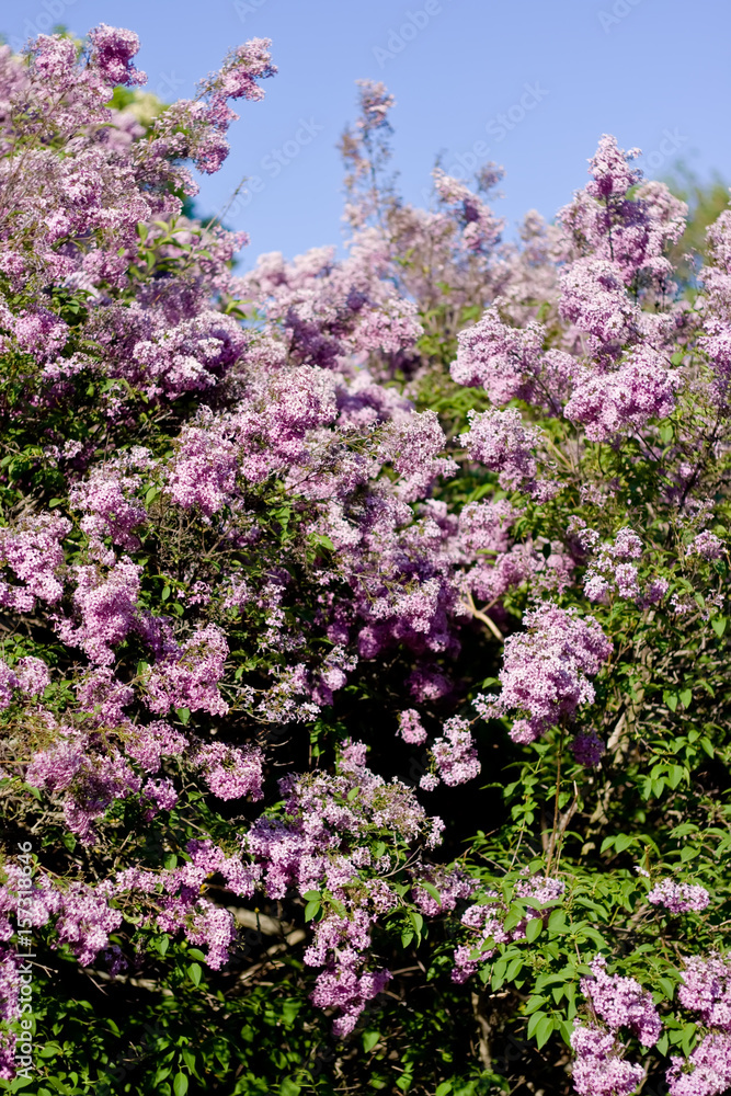 Lilac flowers