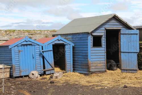 Black wild boar in the shed © Darren
