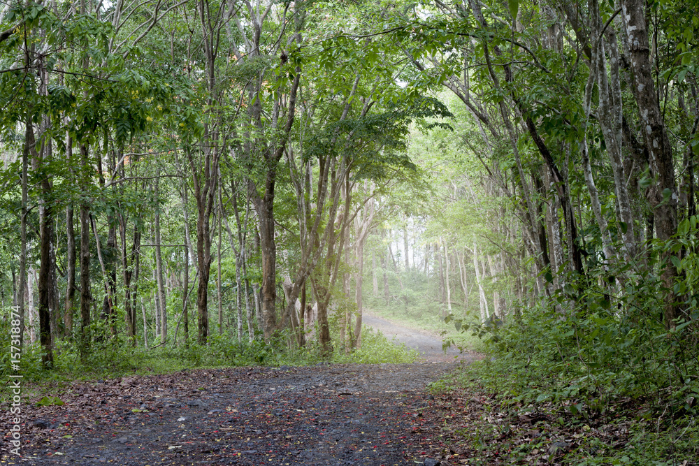 Road Clay in forest. Road Clay in forest.