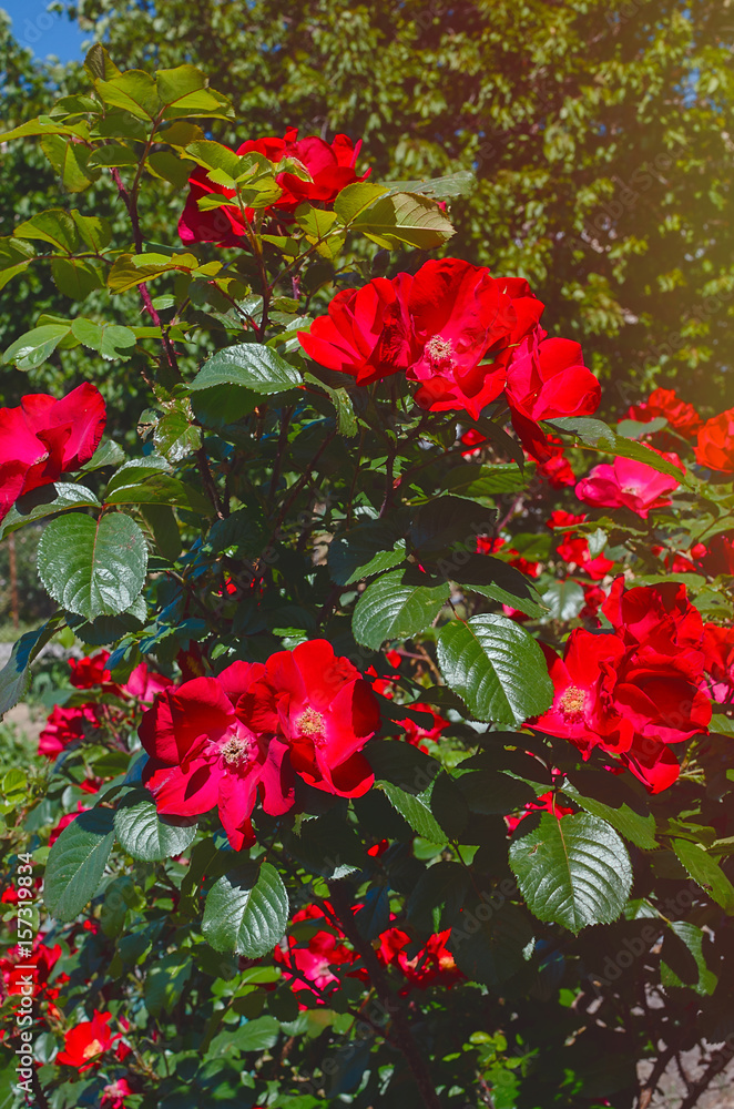 Blood red Roses Blood red Roses