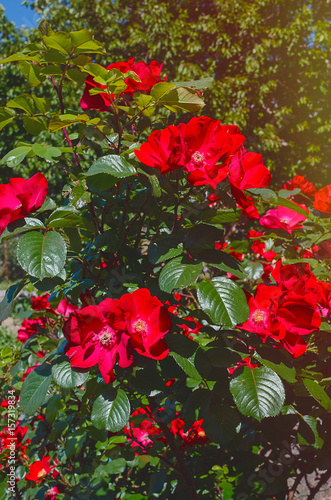 Blood red Roses