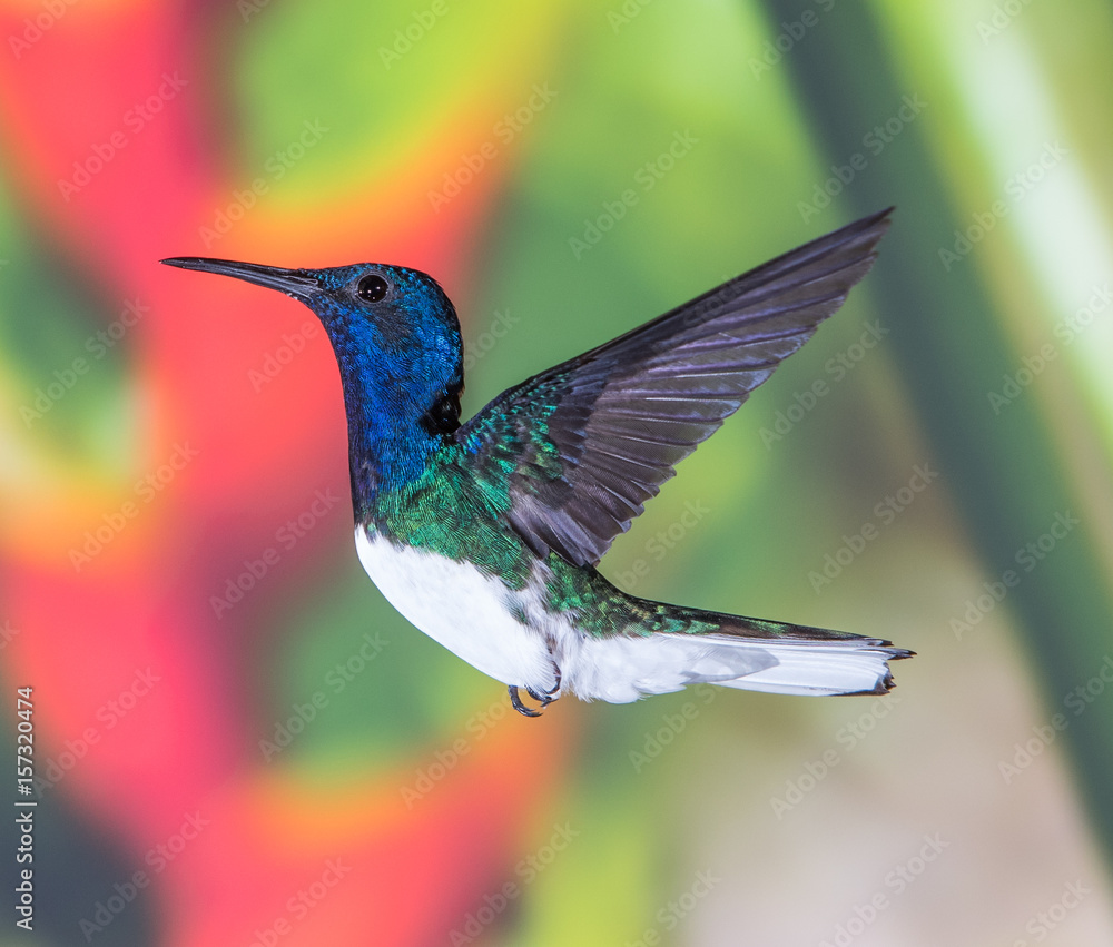 Fototapeta premium White-necked Jacobin Hummingbird in flight in Costa Rica