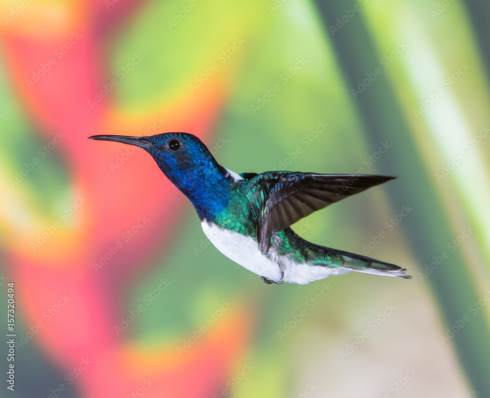Fototapeta premium White-necked Jacobin Hummingbird in flight in Costa Rica