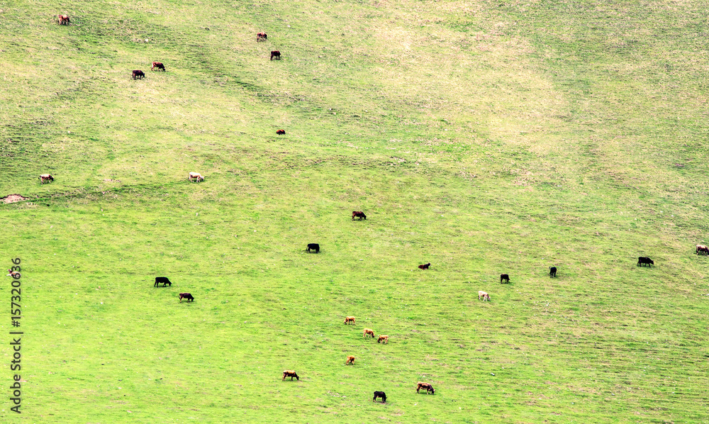 A herd of cows grazing on the hillside. Mountain landscape with cows. Mountain pasture. A herd of cows grazing on the hillside. Mountain landscape with cows. Mountain pasture.