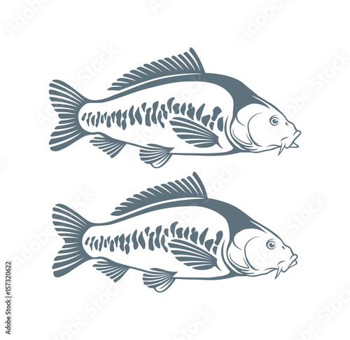 carp fish