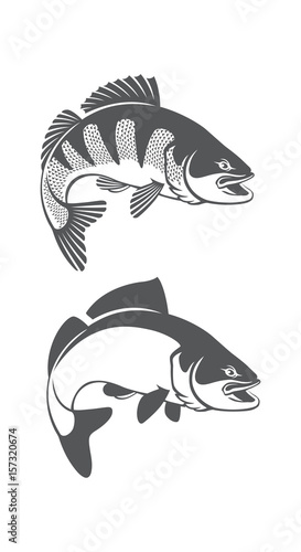 zander fish
