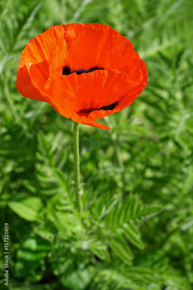 Red flowers and seedpods of poppy Papaver Orientale Red flowers and seedpods of poppy Papaver Orientale
