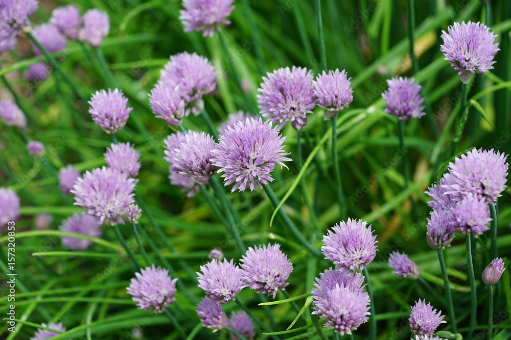 Purple chive blossoms in the spring garden Purple chive blossoms in the spring garden