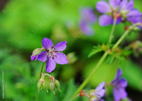 Fototapeta Naklejka Na Ścianę i Meble -  Purple flowers of Meadow Geranium Pratense