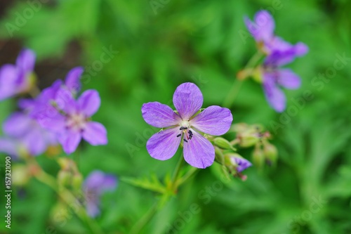 Purple flowers of Meadow Geranium Pratense