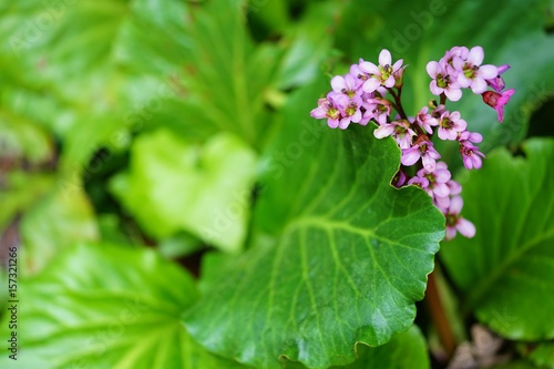 Pink flowers and green foliage of bergenia plant