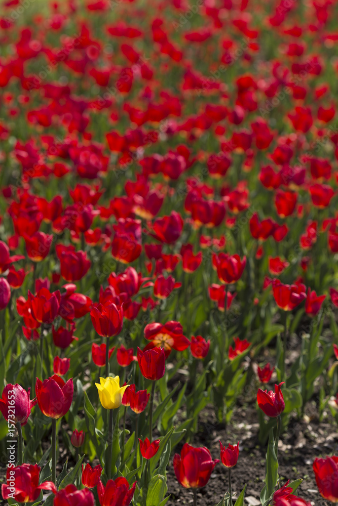 Red tulips with yellow tulip as a point of interest