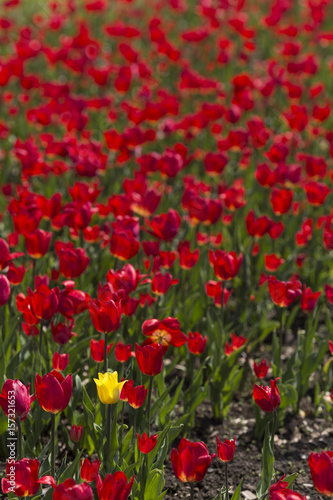 Red tulips with yellow tulip as a point of interest