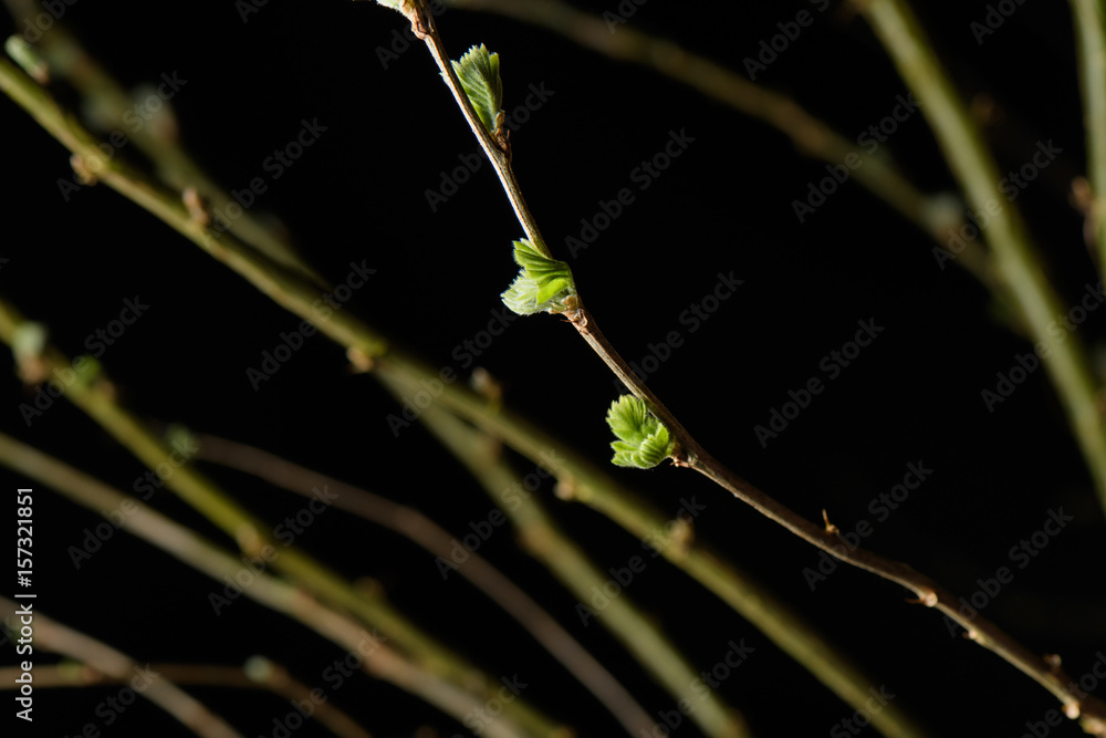 Thin branches with budding leaves on a black background Thin branches with budding leaves on a black background