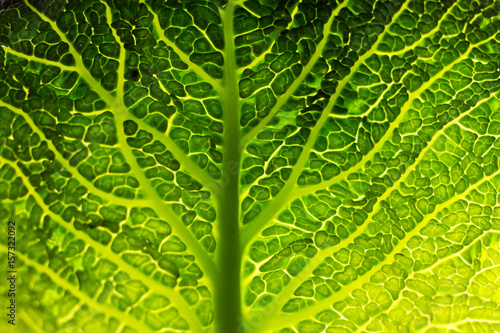 Wirsing Gemüse Kohl grün Makro Blatt Baum Struktur gesund