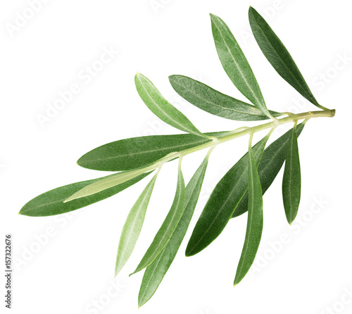 branch with olive leaves isolated on a white background