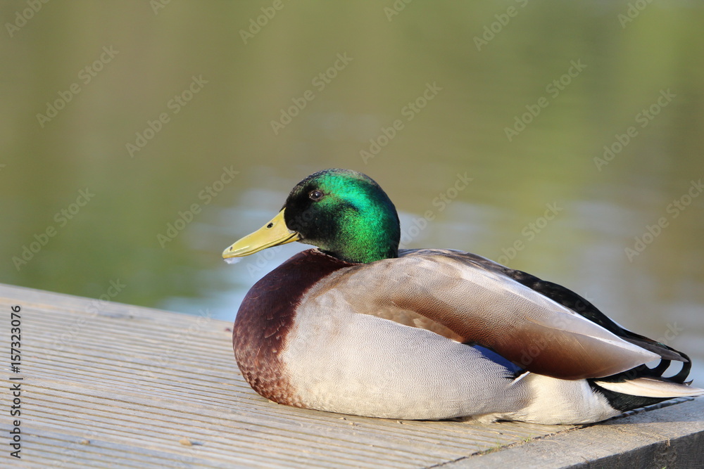 Obraz premium Duck