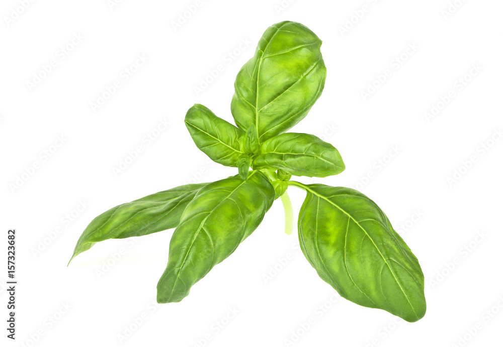 Fresh green leaf basil isolated on a white background Fresh green leaf basil isolated on a white background