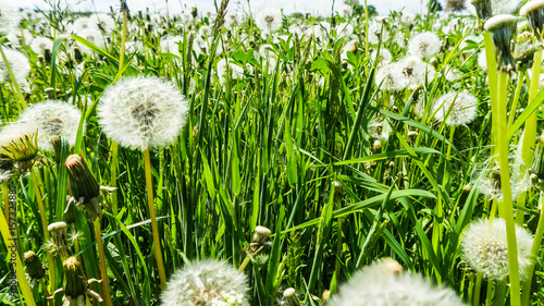 closeup of blowballs photo