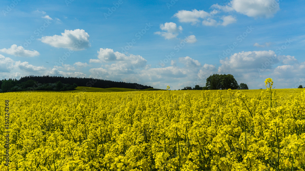 Obraz premium yellow rape field and forest landscape