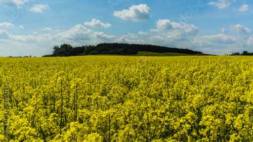 yellow rape field and forest landscape