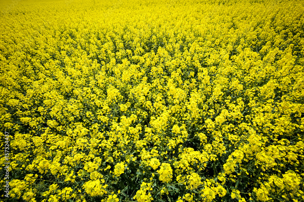 A view of yellow flowering rapeseed fields in spring in Bavaria, Germany. A view of yellow flowering rapeseed fields in spring in Bavaria, Germany.